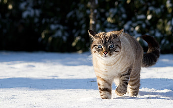 Animals, Cats HD wallpaper