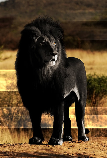 Black Lion, Animal, lion HD phone wallpaper