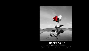 Friendship over Distance, distance, roses, quote, friendship, ocean HD wallpaper