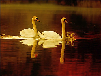 Swan Family, beautiful HD wallpaper