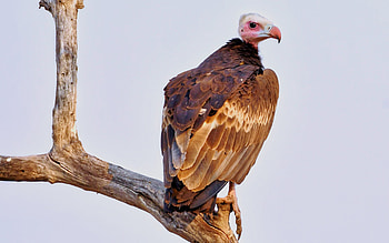 Vulture, animal, nature, bird HD wallpaper