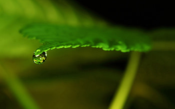 Macro, Sheet, Leaf, Carved, Form, Drop HD wallpaper