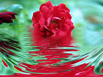 Ornamental rose, roses, 3d HD wallpaper