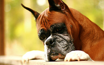 Animals, Dog, Muzzle, Evil, Boxer HD wallpaper