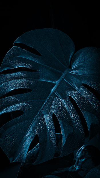 Monstera dark blue, nature, leaf, pixel, graphy HD phone wallpaper