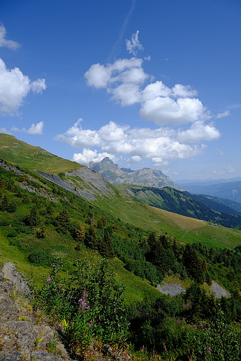 Landscape, Nature, Trees, Bush, Mountain, Slope HD phone wallpaper