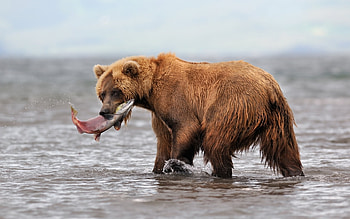 Animals, Bears HD wallpaper