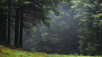 Beautiful Scenery Green Trees Grass Bushes Forest With Fog Nature HD wallpaper
