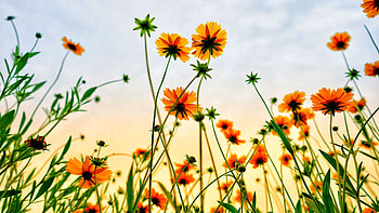 Summer cosmos field, Beautiful flowers HD wallpaper