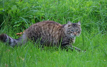Cat, animal, Latvia, grass HD wallpaper