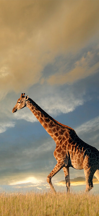 Giraffe allure, Stunning , Mobile elegance, Captivating beauty HD phone wallpaper