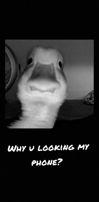 Koink , duck, monochrome graphy, lookingmy HD phone wallpaper