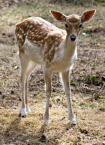 Breathtaking deer, , Pexels stock , Inspiring shots HD phone wallpaper