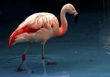 PINK FLAMINGO, pink, flamingo, feathers, wildlife, bird, flight, water HD wallpaper