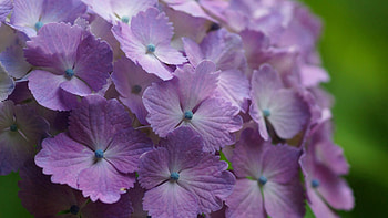 Flowers, Plant, Macro, Bloom, Flowering HD wallpaper