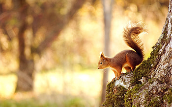 Squirrel, Wild Animals HD wallpaper