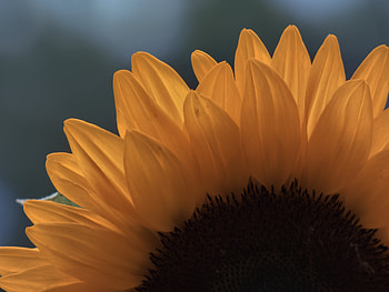 Flowers, Flower, Macro, Petals, Sunflower HD wallpaper