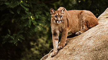 Puma, animal, cat, cougar HD wallpaper