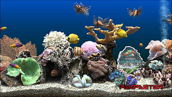 Aquarium : Usmc and screensavers afari HD wallpaper