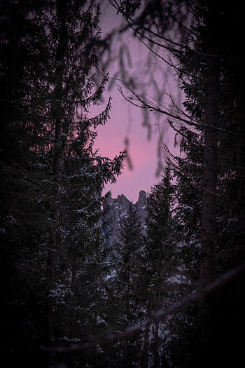 Winter, Nature, Sky, Branches, View HD phone wallpaper