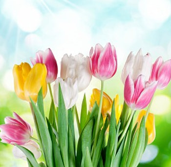 Tulips, sunshine, colorful, delicate, meadow, flowers, spring HD wallpaper