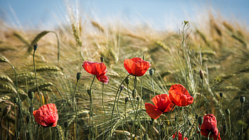 Poppy flower, Summer meadow, Nature's beauty, Vibrant colors HD wallpaper