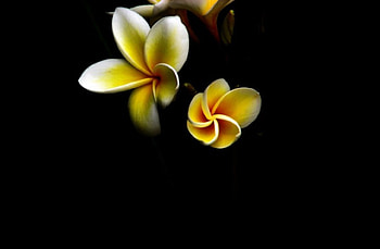 Plumeria, yellow plumeria, yellow, flower, nature, floers HD wallpaper