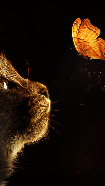 Kitten cat butterflies, Black background, Glowing beauty, Mesmerizing visuals HD phone wallpaper