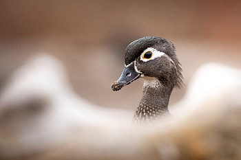 Animal, wood duck HD wallpaper
