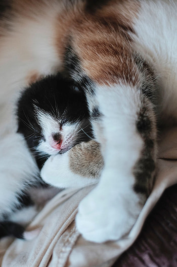 Animals, Young, Kitty, Kitten, Muzzle, Nice, Sweetheart, Joey, Small HD phone wallpaper