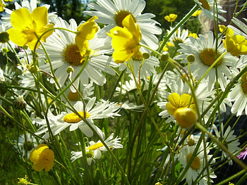 Plants, Flowers, Camomile HD wallpaper