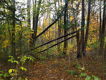 Little Lake trail park, parks, leaves, trails, trees, autumn, forests HD wallpaper