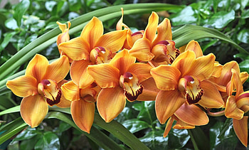 Orchids, flowers, orange, blossoms HD wallpaper