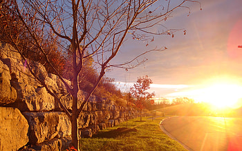 Flaring Sun of the Morning Sky, fields, road, beautiful, nature, country, hill, sunrise, tree HD wallpaper