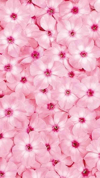 Light Pink, Pink Flowers HD phone wallpaper