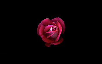 Red Rose Dark Oled, rose, flowers, oled, black, dark HD wallpaper