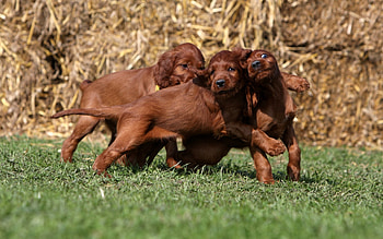 Animals, Dogs HD wallpaper