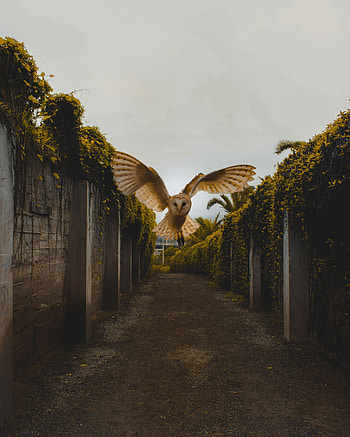 Animals, Owl, Bird, Flight, Wings, Fly, To Fly HD phone wallpaper