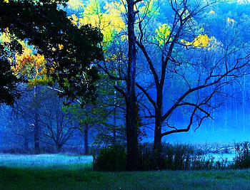 Autumn in the blue, yellow, blue misty forest, trees, autumn, splash of color, gold HD wallpaper