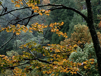 Nature, Trees, Autumn, Branches, Dry HD wallpaper
