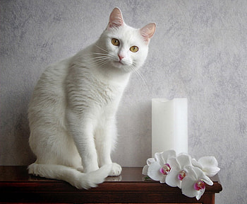 ALL WHITE, white, candle, cat, flowers, feline, pet HD wallpaper