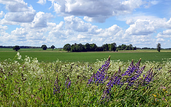Field and Meadow, Latvia, meadow, lupins, field, clouds HD wallpaper