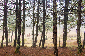 Animals, Trees, Forest, Animal, Horse HD wallpaper