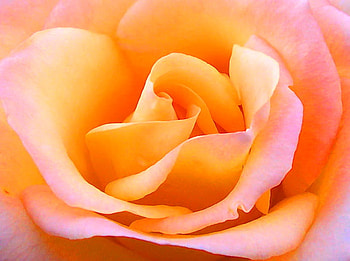 BEAUTY, rose, pink, white, flower, orange HD wallpaper