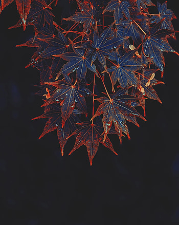 Nature, Leaves, Drops, Wood, Tree, Wet, Maple HD phone wallpaper