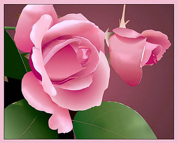 To Nerea, pink, green leaves, roses, flowers, three HD wallpaper