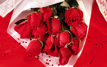 Plants, Flowers, Roses HD wallpaper