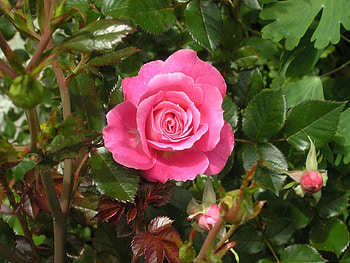 Flowers, Leaves, Bush, Flower, Rose Flower, Rose, Garden, Buds HD wallpaper