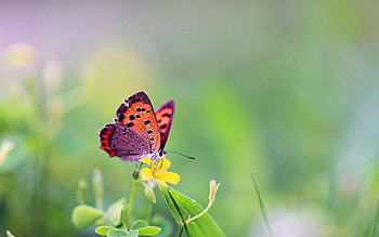 Grass, Leaves, Flower, Macro, Butterfly HD wallpaper