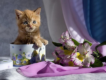 Peek a boo, kitten, satin, box, lavender, cat, flowers, curtain, lillies HD wallpaper